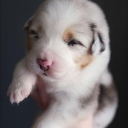 Cosmo - Blue merle male Australian Shepherd puppy in Georgetown, Texas from River Reign Australian Shepherds