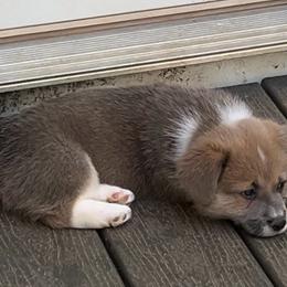 Male 1 Sable Bluie with Strip - Blue male Pembroke Welsh Corgi puppy in Moundville, Alabama from Cartee Corgis - Debi Cartee Mills