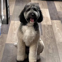 Harley - Bernedoodle