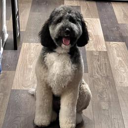 Harley - Bernedoodle