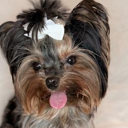 Chihuahuas, Poodles, and Yorkshire Terriers from Tiny collection kennels