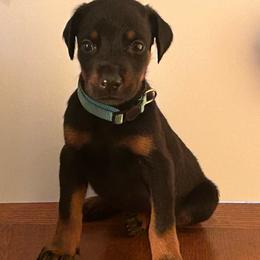 Chief - Black and rust male Doberman Pinscher puppy in Aurora, Georgia from Davis Doberman Pinschers