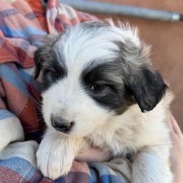 Velocity- pink - Badger female Colorado Mountain Dog puppy in Cotopaxi, Colorado from Once Upon A Moose (OUM)