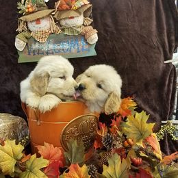 Golden Retriever Puppies from SUN-GOLDEN KENNELS