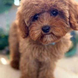 Darling Darla - Red female Cavapoo puppy in Preston, Idaho from Rocking JH Pup Co