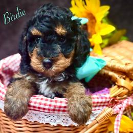 Birdie - Phantom female Bernedoodle puppy in Crockett, Texas from Kingdom Kennels