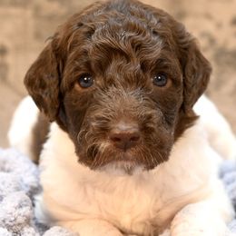 Jessie the Yodeling Cowgirl - Parti female Goldendoodle puppy in Dayton, Ohio from Perks Court Doodles