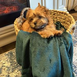 Biewer Terrier and Russian Salon Dog Puppies from Petit Bijou