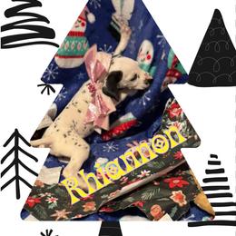 LUA Rhiannon - White and black female Dalmatian puppy in Las Vegas, Nevada from 101 Dew Dream Valley Dalmatians