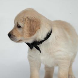 Golden Retriever Puppies from Valley County Goldens
