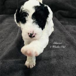 Glacier- Female Reservation 4 - White female Sheepadoodle puppy in Spokane, Washington from Downriver Doodles