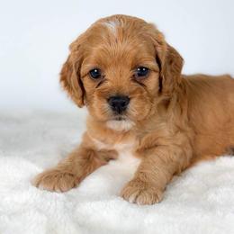 Dawn - Golden female Cockapoo puppy in Pledger, Texas from Sugarbear Cockapoos