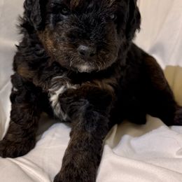 Bernedoodle Puppies from Florida Mini Bernedoodles