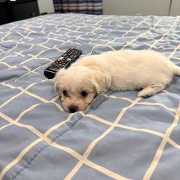 Ella - White female Maltipoo puppy in Chandler, Arizona from Tiffany's Maltipoos