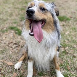 Aussiedoodles and Australian Shepherds from Southern Paws Mini Aussies