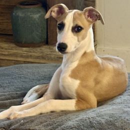 Ben - Fawn Whippet puppy in Canton, Georgia from Ahava Kennels
