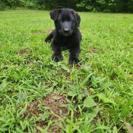 Hank - Black male German Shepherd puppy in White Cloud, Michigan from Von WestLynn German Shepherds