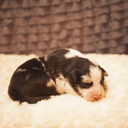 German Shepherd and Miniature American Shepherd Puppies from Sonnenhügel Shepherds