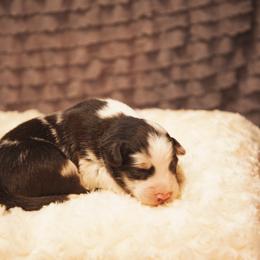 German Shepherd and Miniature American Shepherd Puppies from Sonnenhügel Shepherds