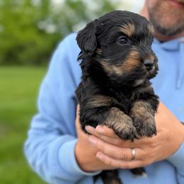 Walt - Phantom male Bernedoodle puppy in Warrensburg, Missouri from Dreamer Ridge Puppies