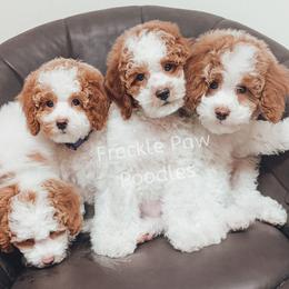 Cavapoo and Poodle Puppies from Freckle Paw Poodles