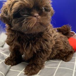 Cocoa - Chocolate female Shih Tzu puppy in Cullman, Alabama from Divine Hill Farm
