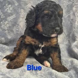 Blue - Tri-color male Bernedoodle puppy in Taft, Tennessee from McGraw's Fetching Pups