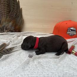 Red - Liver male German Shorthaired Pointer puppy in Roodhouse, Illinois from Hurricane Creek Gun Dogs