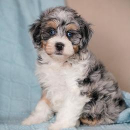 Cessna - Merle female Bernedoodle puppy in Dundee, Ohio from Down Home Doodle