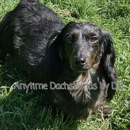 Skittles - Dachshund