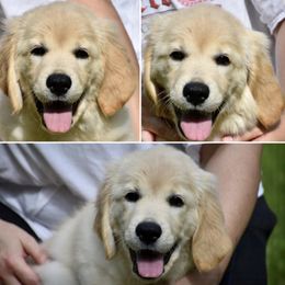 Girl 2 - Golden Retriever puppy in Connecticut from SolarWind