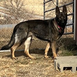 Ivanna - German Shepherd