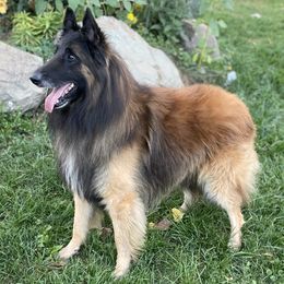 Belgian Sheepdogs, Belgian Tervuren, and Dutch Shepherds from Century Hills Farm