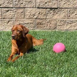Labrador Retrievers from Vital K9 Conditioning LLC