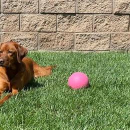 Labrador Retrievers from Vital K9 Conditioning LLC
