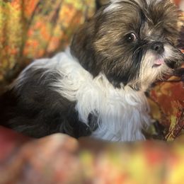 Sarah - Shih Tzu - White and tan female Maltese puppy in Chariton, Iowa from Mia Lucky Maltese