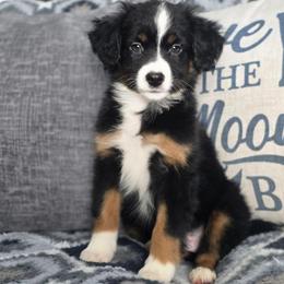 Stone - Black tri male Miniature Australian Shepherd puppy in Killen, Alabama from Wilkers Wholehearted Mini Aussies