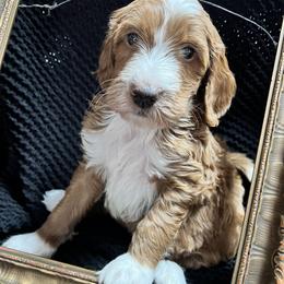 Murtagh (Mart-a) - Red  male Goldendoodle puppy in Placerville, California from New Dawn Poodles and Doodles