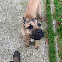 Cane Corso Puppies from Ironhide Cane Corso Italiano Kennels