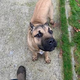 Cane Corso Puppies from Ironhide Cane Corso Italiano Kennels