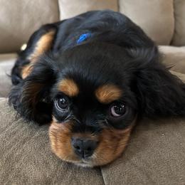 Rolo - Black and tan male Cavalier King Charles Spaniel puppy in Kirksville, Missouri from Royal Country Cavaliers of Missouri