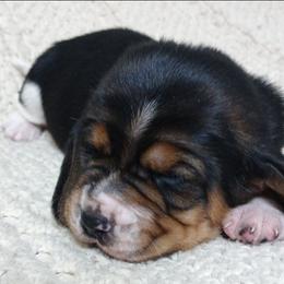 Kingston - Black brown and white male Basset Hound puppy in Dixon, Missouri from Kickapoo Bassets