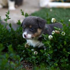 Boy 2 - Blue male Pembroke Welsh Corgi puppy in Ocala, Florida from Dolan Farms Corgis
