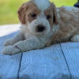 Harley - Red male Assorted Doodle Crosses puppy in Moulton, Iowa from Shondel Puppy Paws