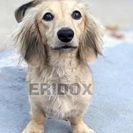 Kinnari - Dachshund