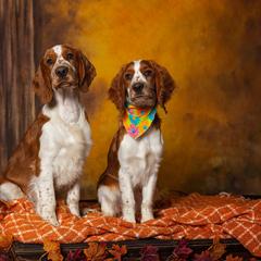 Welsh Springer Spaniel Puppies from Juniper Welsh Springer Spaniels