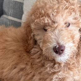 Goldendoodles from Siesta Key Doodles