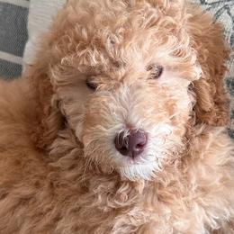Goldendoodles from Siesta Key Doodles