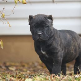 Girl 1 - Black brindle female Cane Corso puppy in Cable, Ohio from Americana Cane Corso