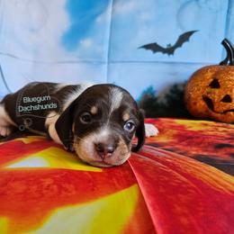 Asher Chocolate pie boy (3100) - Piebald male Dachshund puppy in Herald, California from Bluegum Dachshunds